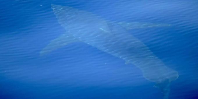 Falsche Haiflosse erschreckt Kinder während Schulausflug