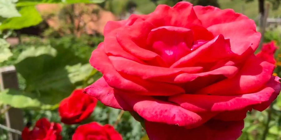 Wunderschöner Garten beim Hof von Armin Capaul.