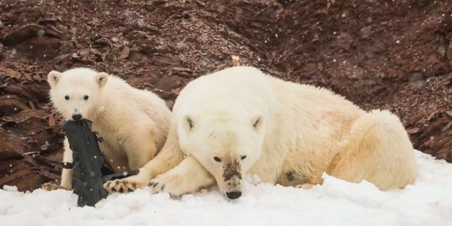 Das Eisbären-Junge schaut neugierig in die Kamera: Wollen die zweibeinigen Besucher vielleicht ihr Spielzeug wiederhaben?