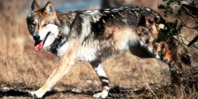 Der Wolf wurde beinahe von westlichen Siedlern ausgerottet. wolf