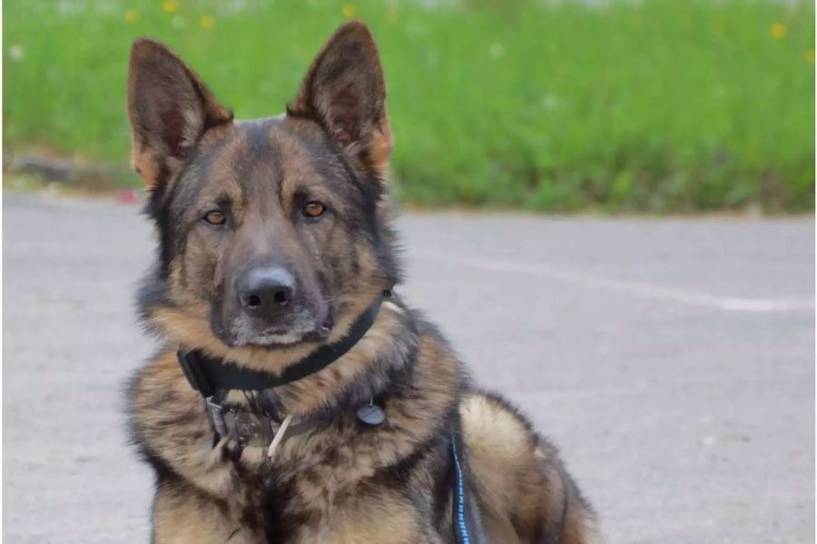 Der Polizeihund Arco hielt zwei Einbrecherinnen an.