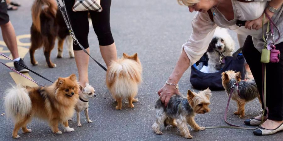 Warnung vor dem Hunde: Er könnte ihr Leben verlängern. Noch besser, wenn es nicht ein Schusshündchen ist.