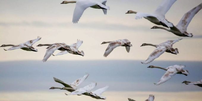 Schwäne werden am Flugplatz Buochs NW zur Gefahr. Schwäne werden am Flugplatz Buochs NW zur Gefahr.