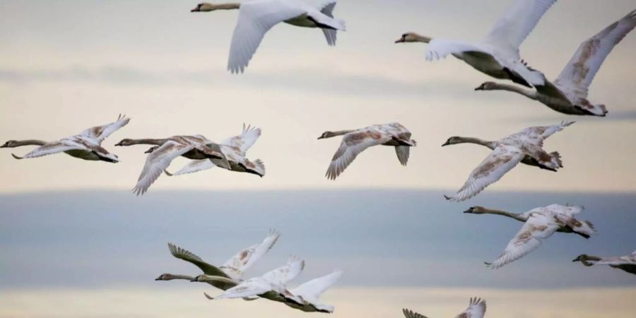 Schwäne werden am Flugplatz Buochs NW zur Gefahr.