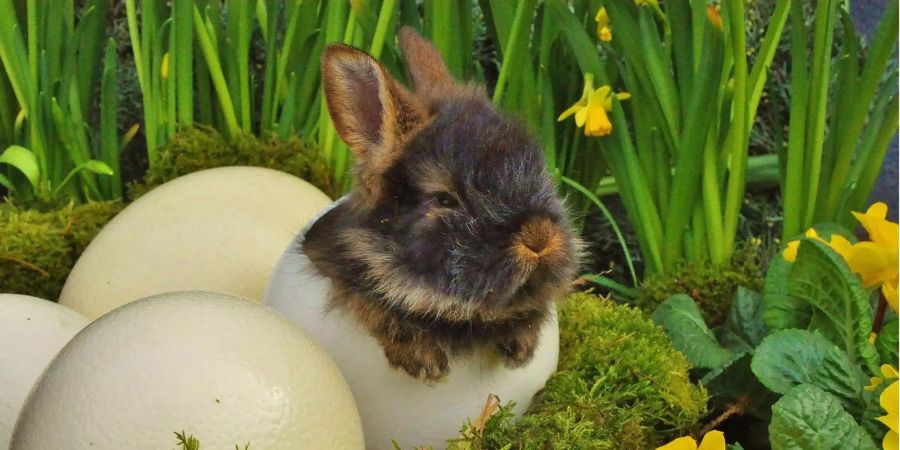 Da Hasen bekanntlich nicht aus Eiern schlüpfen, drängt sich die Frage auf: Wie kamen die beiden Oster-Symbole denn überhaupt zusammen?