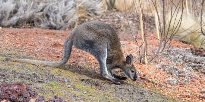 Auch die Bennett-Wallabys scheinen sich wohl zu fühlen. wallaby