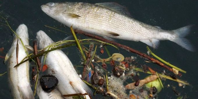 Die Fische starben an Chlor (Symbolbild). Die Fische starben an Chlor (Symbolbild).