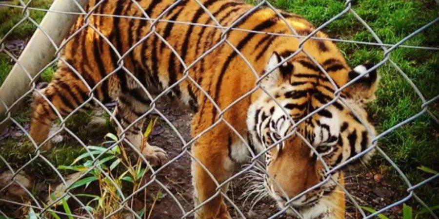 Tiger-Dame Julinka brachte am Dienstag drei Babys auf die Welt.