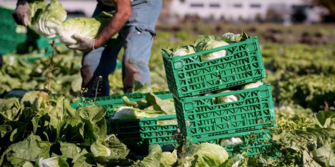 Nüsslisalat kann in der Schweiz nicht gut vermarktet werden. Salat