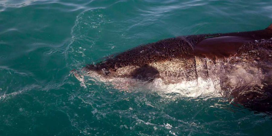 Ein grosser Weisser Hai schwimmt im Meer bei Südafrika.