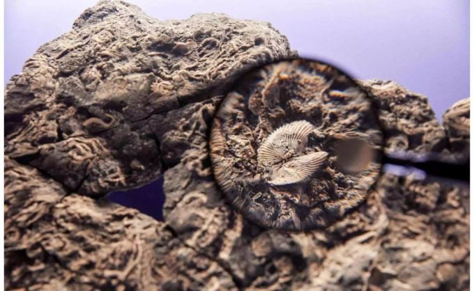 In der neuen Sonderausstellung «5 Sterne» zeigt das Naturhistorische Museum Bern einzigartige Fossilienfunde aus dem Schweizer Jura - Keystone In der neuen Sonderausstellung «5 Sterne» zeigt das Naturhistorische Museum Bern einzigartige Fossilienfunde aus dem Schweizer Jura - Keystone