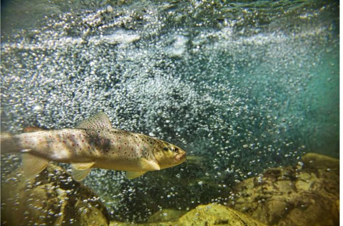 Bachforellen brauchen saubere Flüsse. Doch diese suchten sie im letzten Sommer vergebens. Bild: iStock/ ElChocio forelle