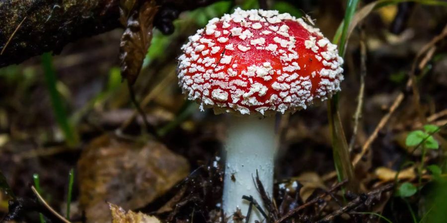 Der Fliegenpilz ist wohl der bekannteste Giftpilz. Durch seine Nervengifte kann er sogar tödlich sein!