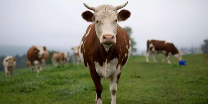Eine Kuh steht auf einem Feld. Kuh