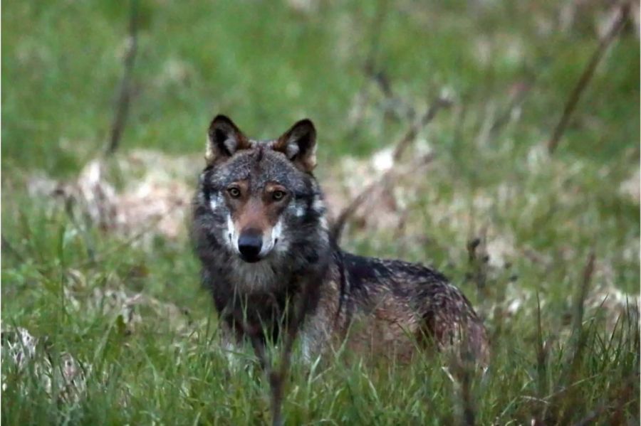 Brauner Wolf auf Wiese - Keystone