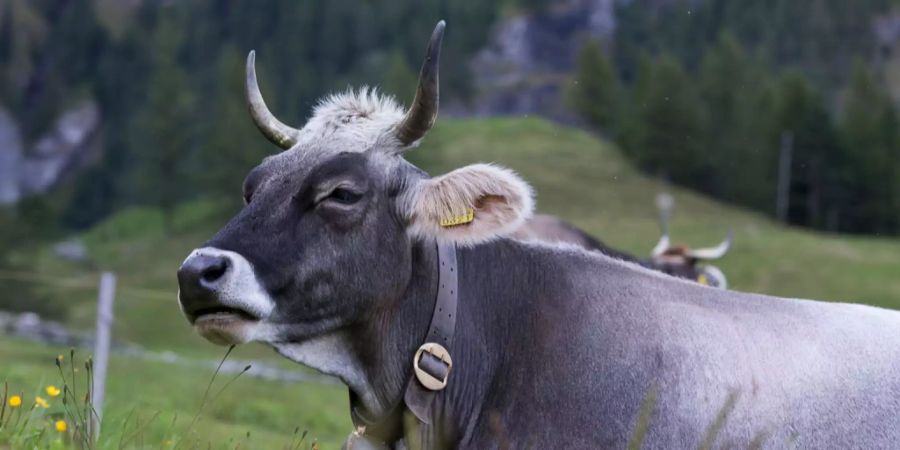 Eine Kuh mit Hörnern liegt im Gras