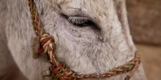 Am 31. August - Johns kleine Farm in Kallnach BE schliesst