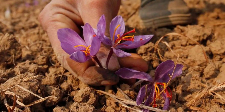 Safran wird aus der Krokusart «Krokus sativus» gewonnen.