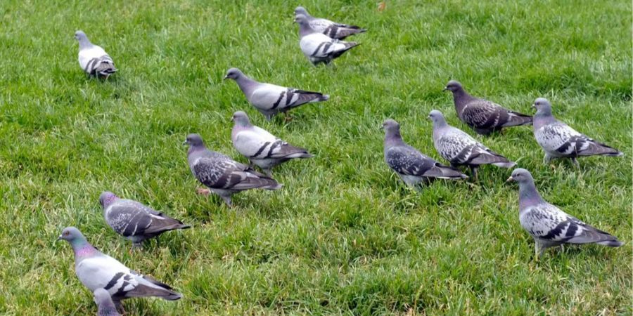 Mehrere Tauben auf einer Wiese.