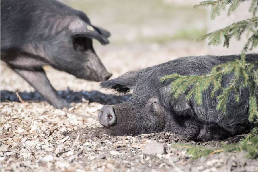 Zwei schwarze Alpenschweine vergnügen sich im Tierpark Goldau - Keystone