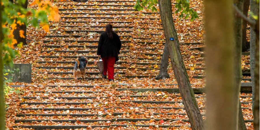 Hundebesitzer sollten in Köln aufmerksam sein. Eine Frau geht mit ihrem Hund über eine mit buntem Herbstlaub bedeckte Treppe.