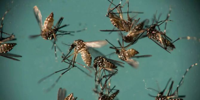 Gelbfiebermücken (Aedes aegypti).