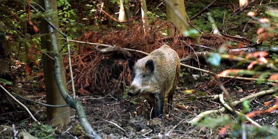 Die Wildschweinpopulation der Schweiz wächst.