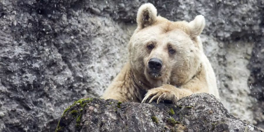 Momentan kein Grund zur Beunruhigung für die Bären im Kanton Uri: Die Stimmberechtigten haben zwar eine Volksinitiative gutgeheissen, die die Bevölkerung besser vor Grossraubtieren schützen soll, doch dürfte dies kaum Auswirkungen auf die Bestandesregulierung haben. (Archivbild)