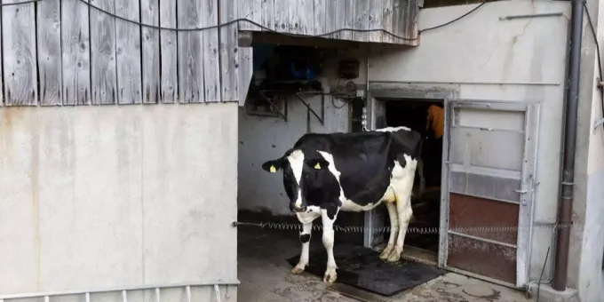 Auch Milchkuhe Werden Geschlachtet