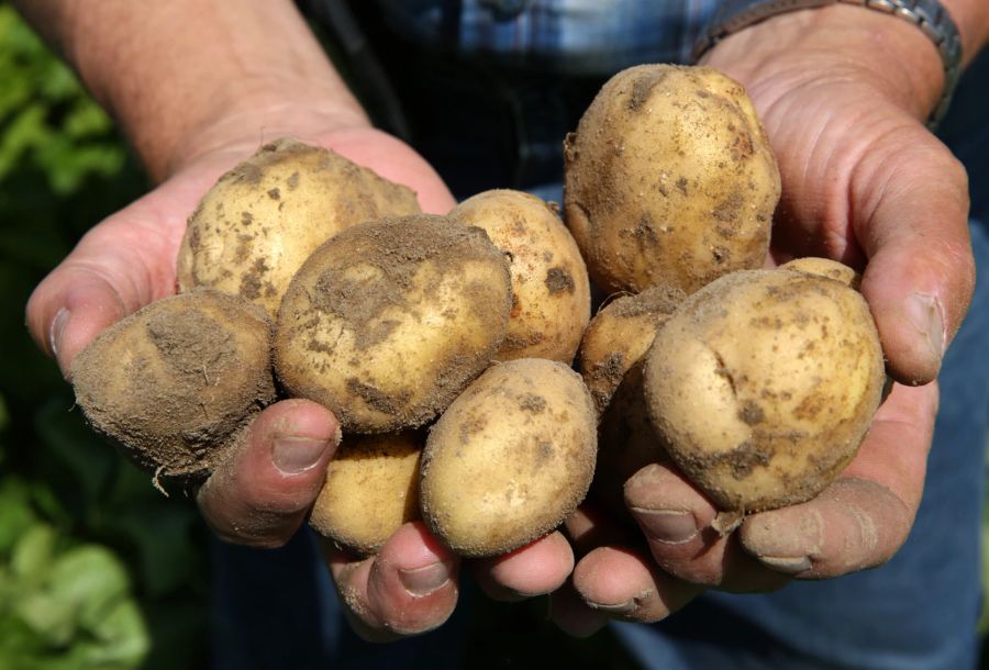 Hände Kartoffeln Ernte Erde