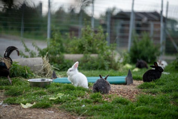 Zu den Bedürfnissen von Kaninchen gehören Gruppenhaltung und ein naturnahes Gehege. Tierschutz