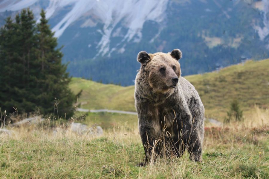 Bär Tierschutz