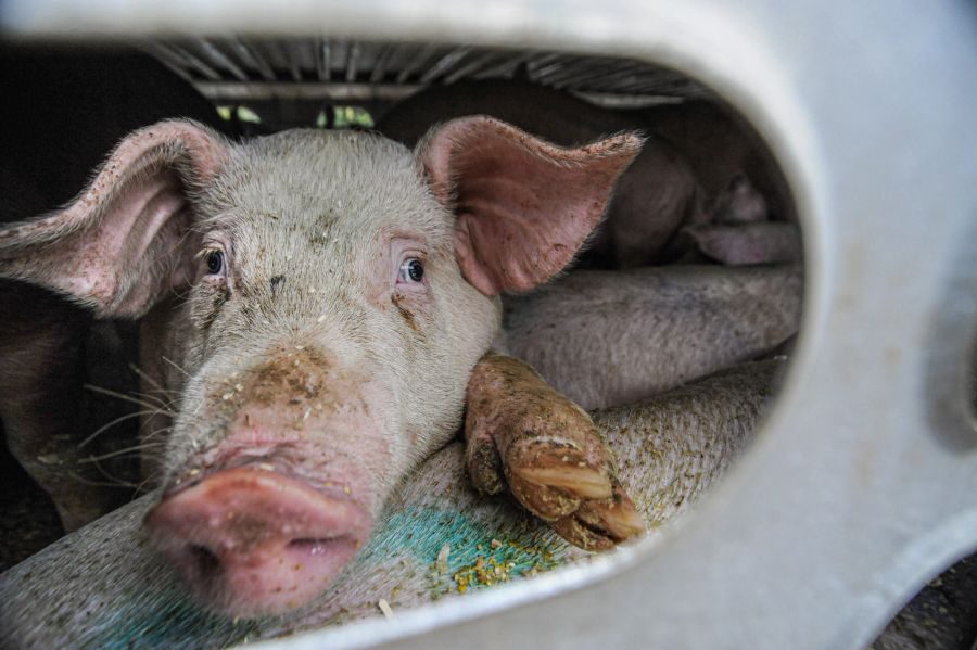 schweine tierquälerei vernachlässigung