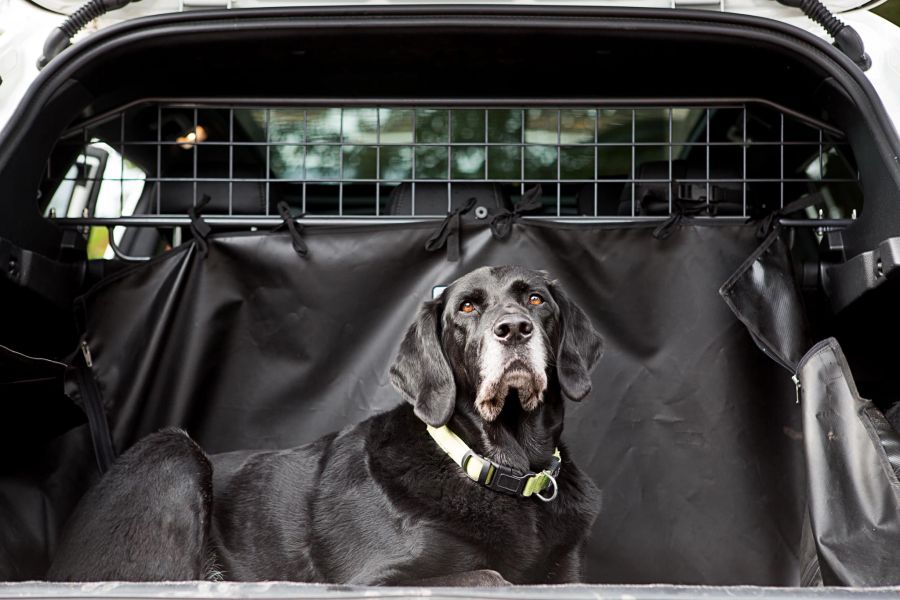 Hund im Auto