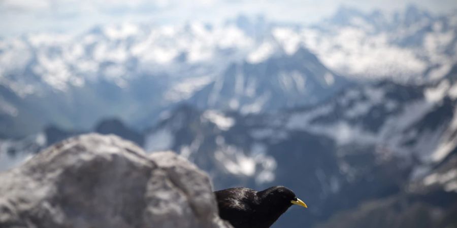 Die Alpen erschweren gewissen Vogelarten die Flucht vor dem Klimawandel. (Symbolbild)