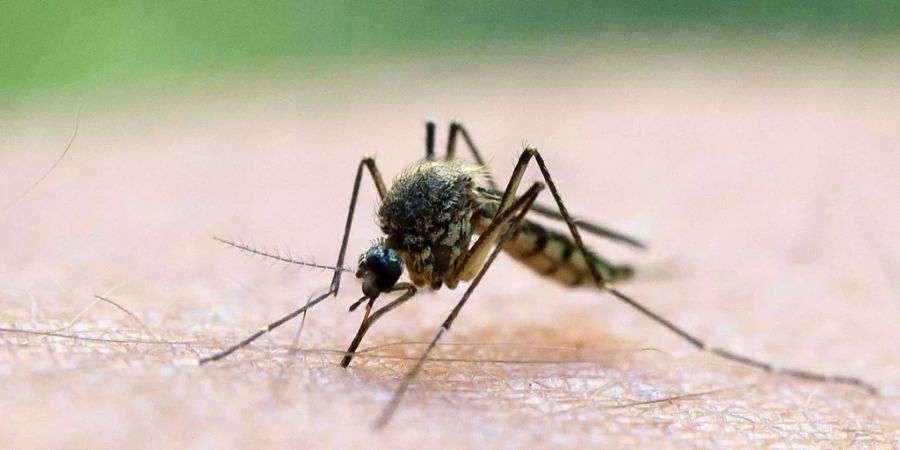 LG lanciert neues Smartphone gegen Malaria-Mücke.