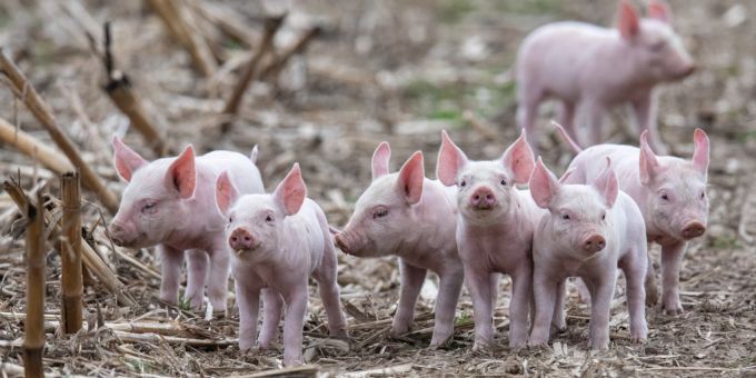 Ein Brand kostete rund 400 Ferkel das Leben. (Symbolbild) Richenthal LU