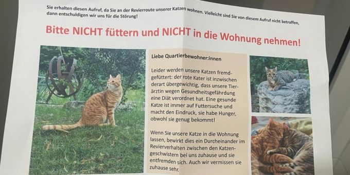 Diät-Befehl - Berner füttern fremde Katze – bis Tierarzt Alarm schlägt