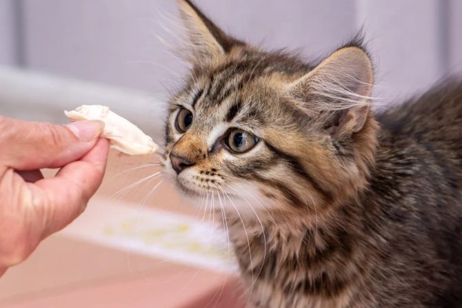 Katze bekommt Fleischstück