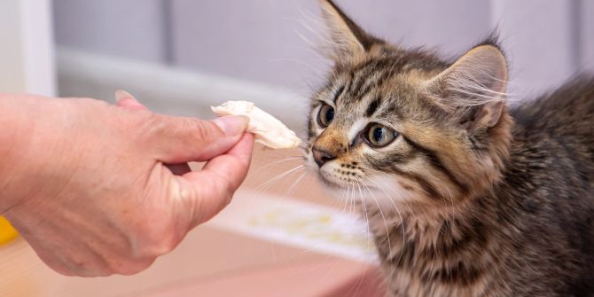 Katze bekommt Fleischstück