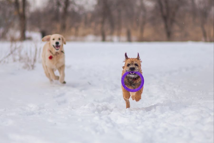 Border Terrier