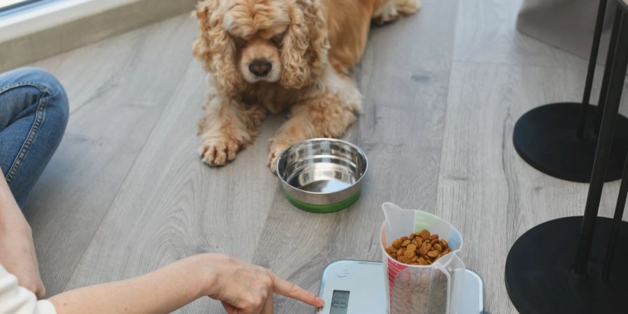 Küchenwaagen helfen dabei, Futter für den Hund besser zu rationieren.