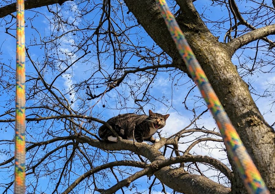 Hilfe! Eine Katze hat sich auf einen Baum verirrt und kommt von selbst nicht runter.