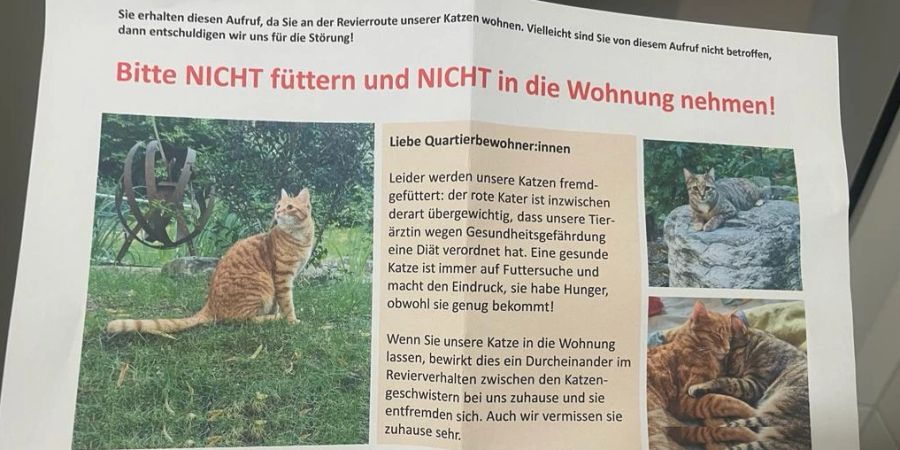 Flyer Katze