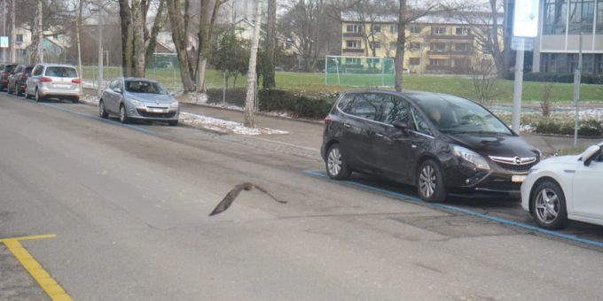Dieser tierische Temposünder wurde an der Herzogenmühlestrasse geblitzt. Raubvogel geblitzt
