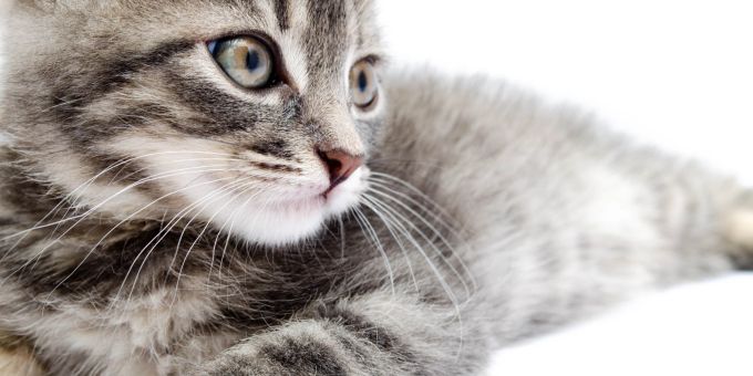 Eine ausgewogene Katzenernährung trägt zu schönen und gesunden Augen bei. Katze