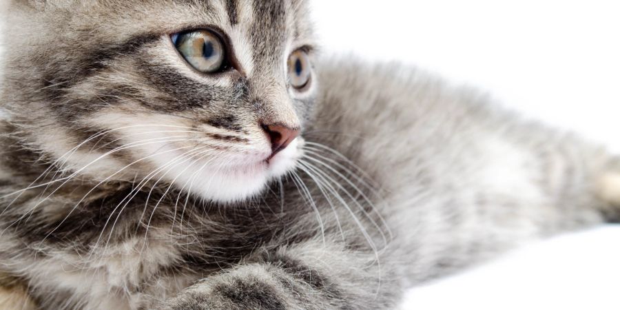 Eine ausgewogene Katzenernährung trägt zu schönen und gesunden Augen bei.