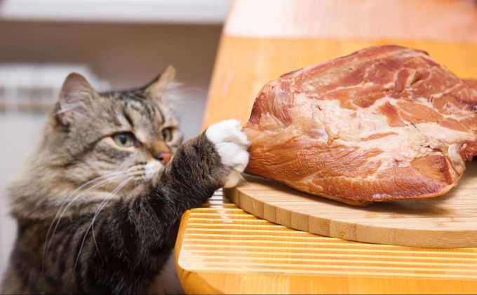 Wer kann's der Katze verdenken - wenn das Fleisch da so verlockend liegt? Katze stiehlt Fleisch.