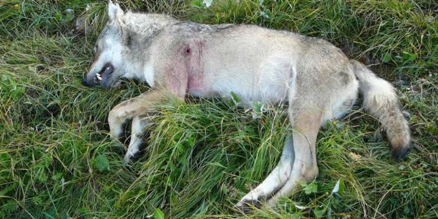 Die Überreste des Wolfs wurden in einem Wald in der Nähe des Dorfes Oleyres auf dem Gebiet von Avenches gefunden (Vorwandfoto).