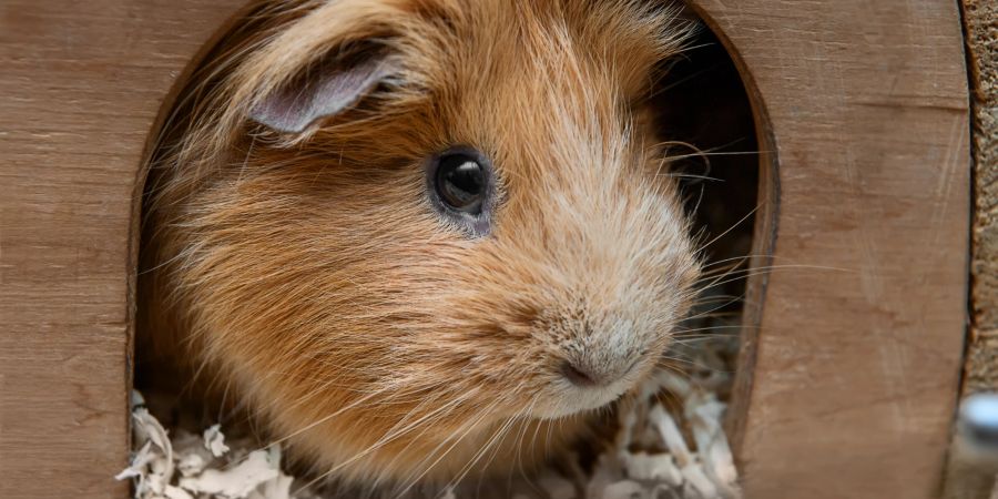 Meerschweinchen sind sehr neugierig.